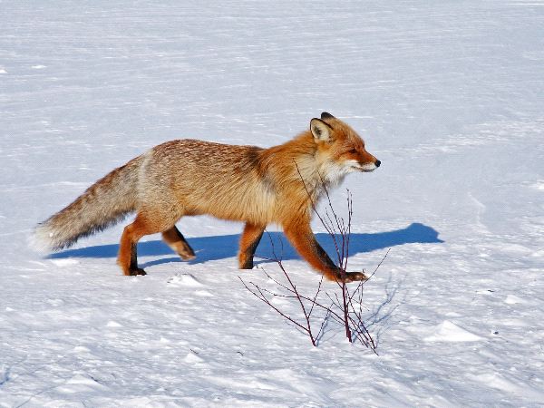 A Fox In Snow Fields