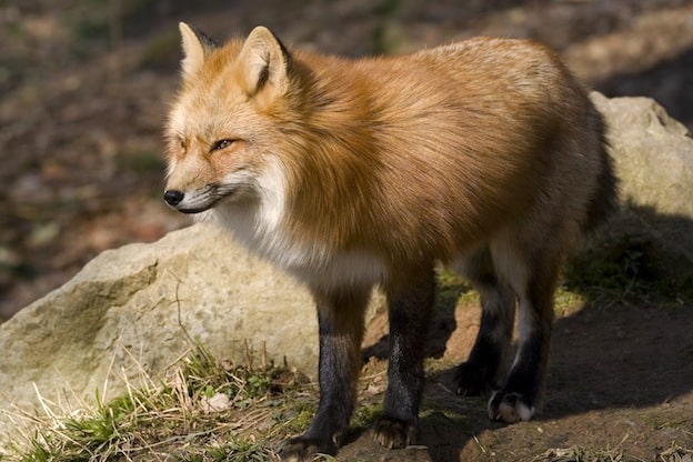 Fox Anatomy - Fox Facts and Information