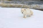 Arctic_Fox_Standing_In_Snow_Field_At_Rivers_Edge_150