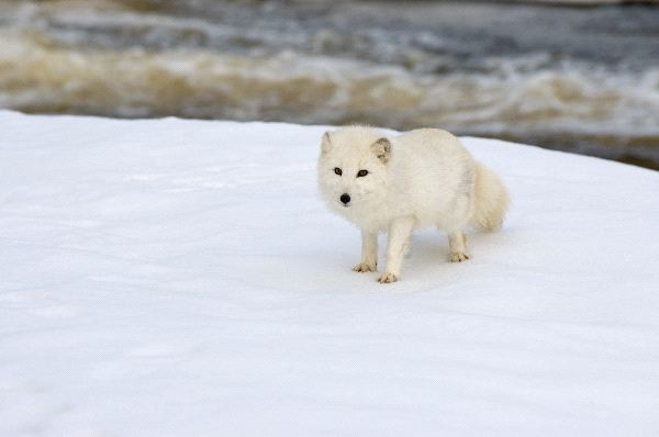 Arctic_Fox_Standing_In_Snow_Field_At_Rivers_Edge_600
