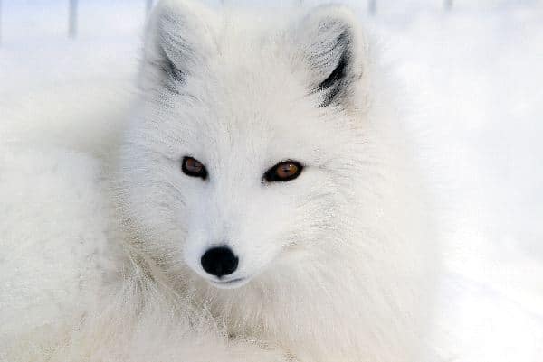 Close-Up Of An Arctic Fox 