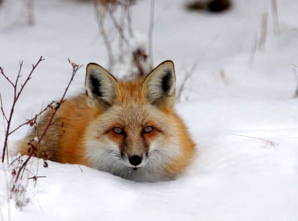 Fox Deep In Snow
