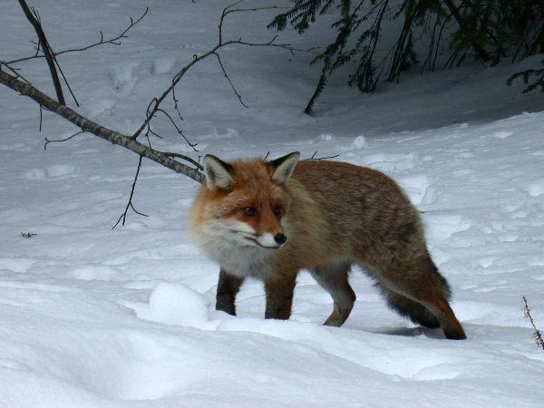 Fox Detecting A Prey