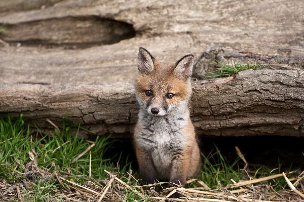 Kit Red Fox Peering