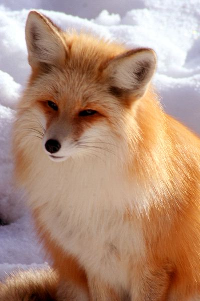 Red Fox Close Up