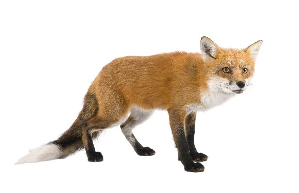 Red Fox In White Background