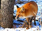 Red Fox Peering From Behind a Tree 