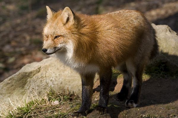 Red Fox Watching Carefully