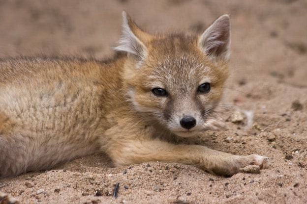 Amazing facts about Swift fox