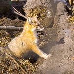 Swift Fox With Yellowish Fur
