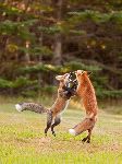 Two Young Foxes Fighting