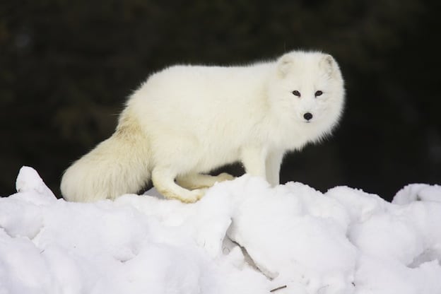 Características del zorro ártico