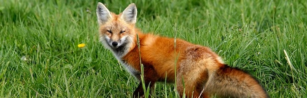 Fox Facts - Fox Facts and Information