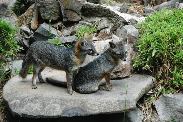 Gray Fox - Fox Facts and Information