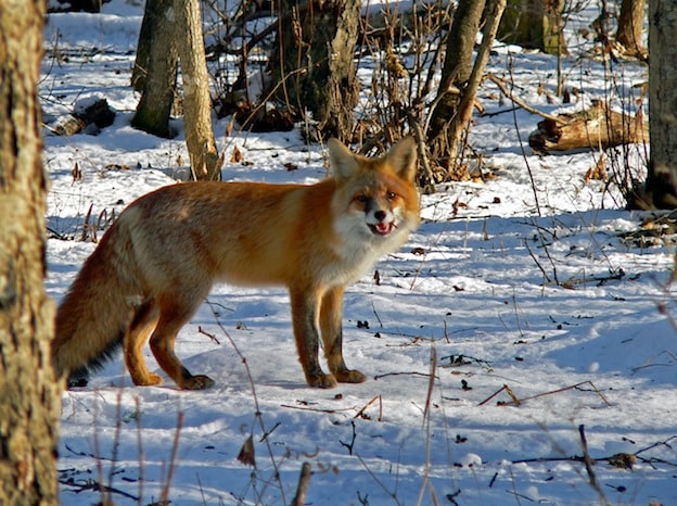Fox Natural Habitat