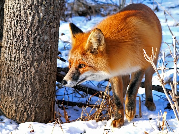 Relevant facts about Red Fox 