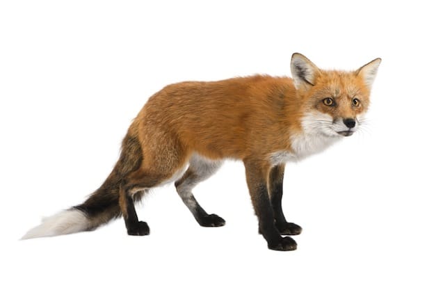 Fox species overview