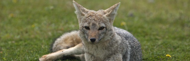 Fox Species